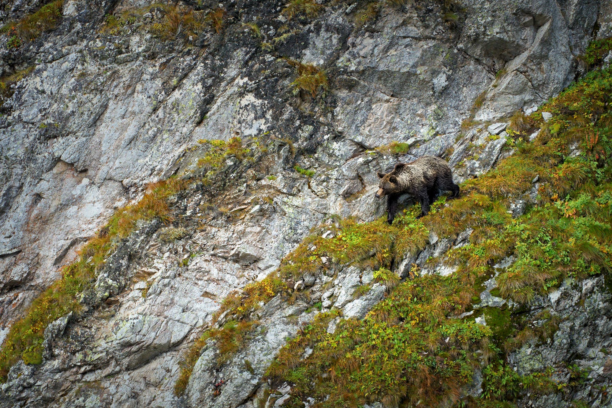 Medvěd hnědý (Ursus arctos) Západní tatry Slovensko