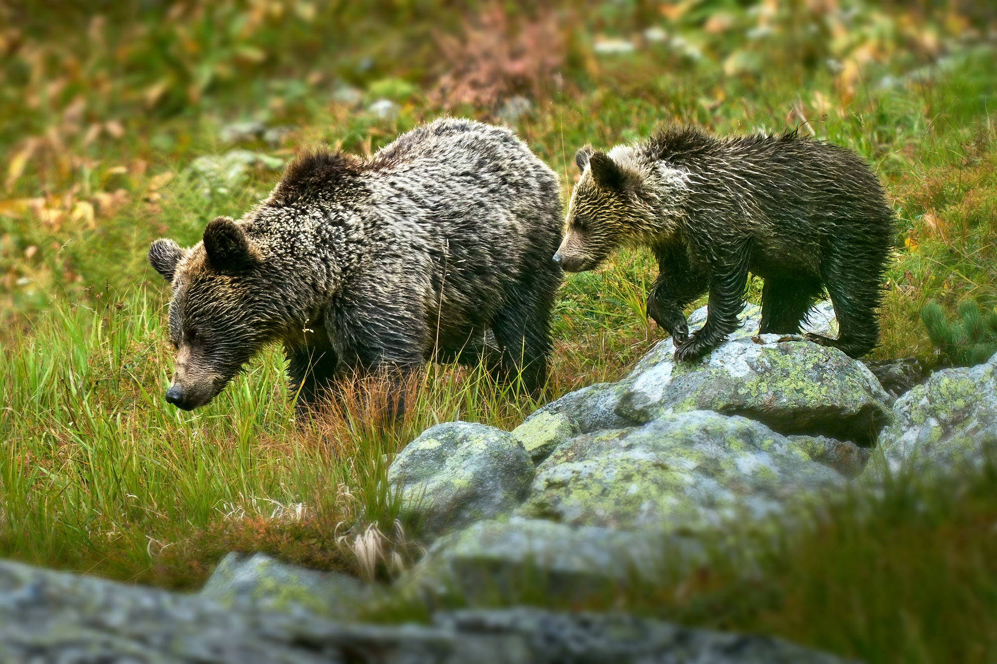 Medvěd hnědý (Ursus arctos) Západní tatry Slovensko