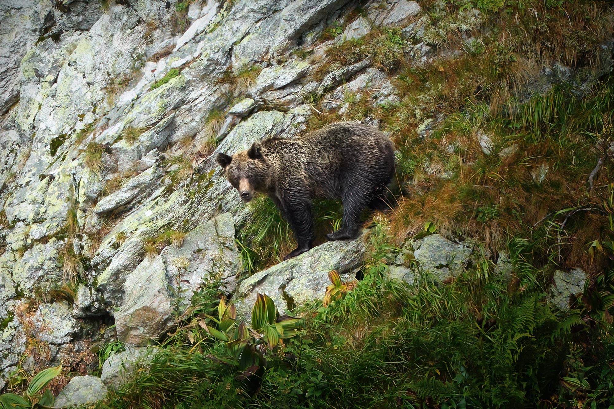 Medvěd hnědý (Ursus arctos) Západní tatry Slovensko