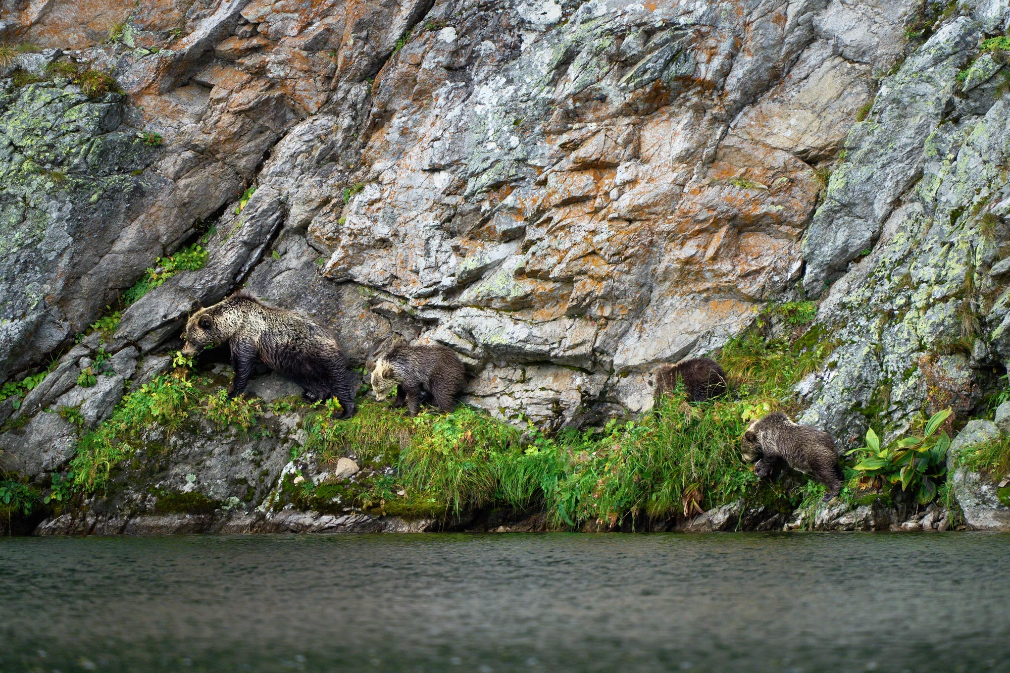 Medvěd hnědý (Ursus arctos) Západní tatry Slovensko