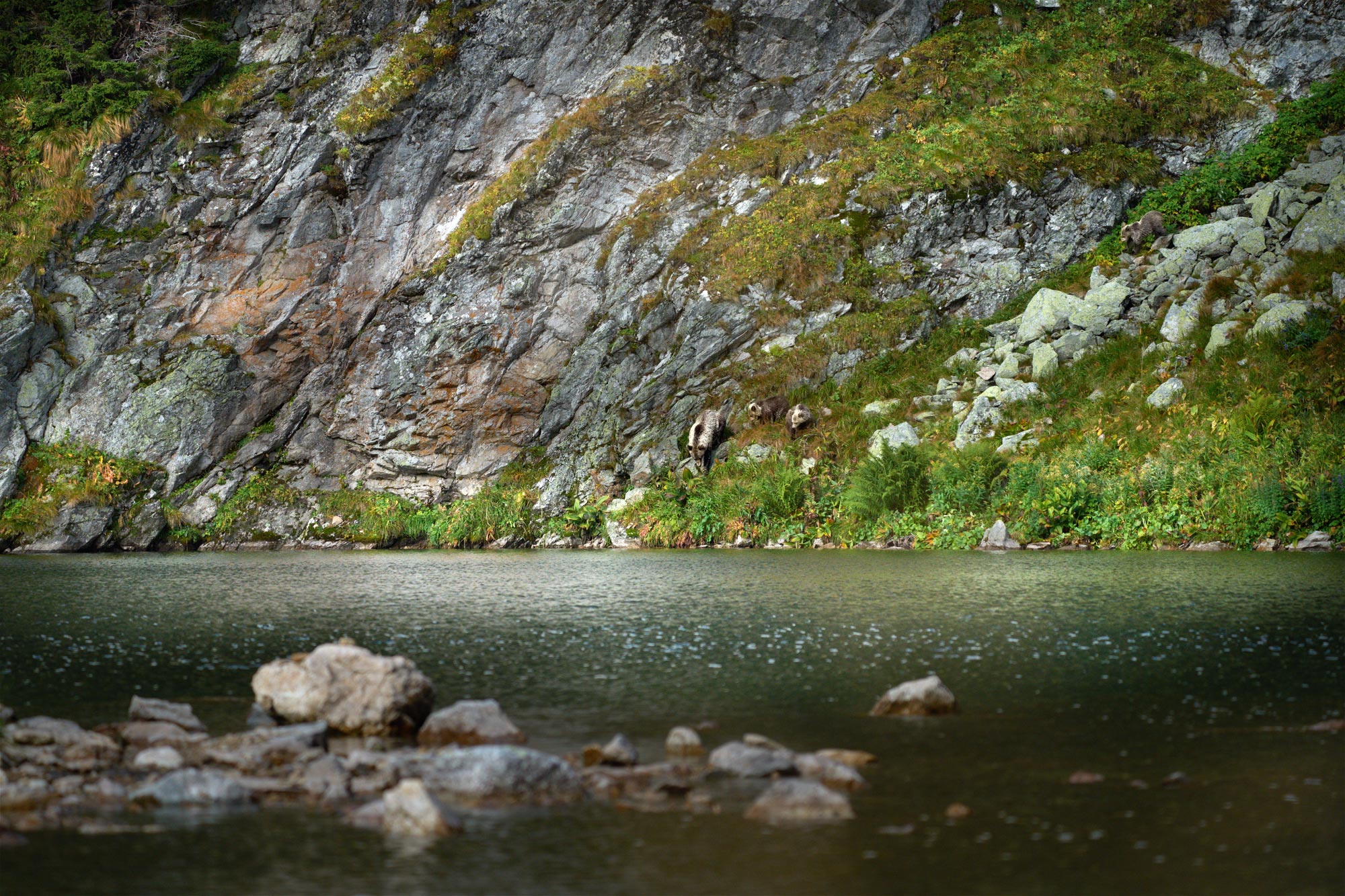 Medvěd hnědý (Ursus arctos) Západní tatry Slovensko