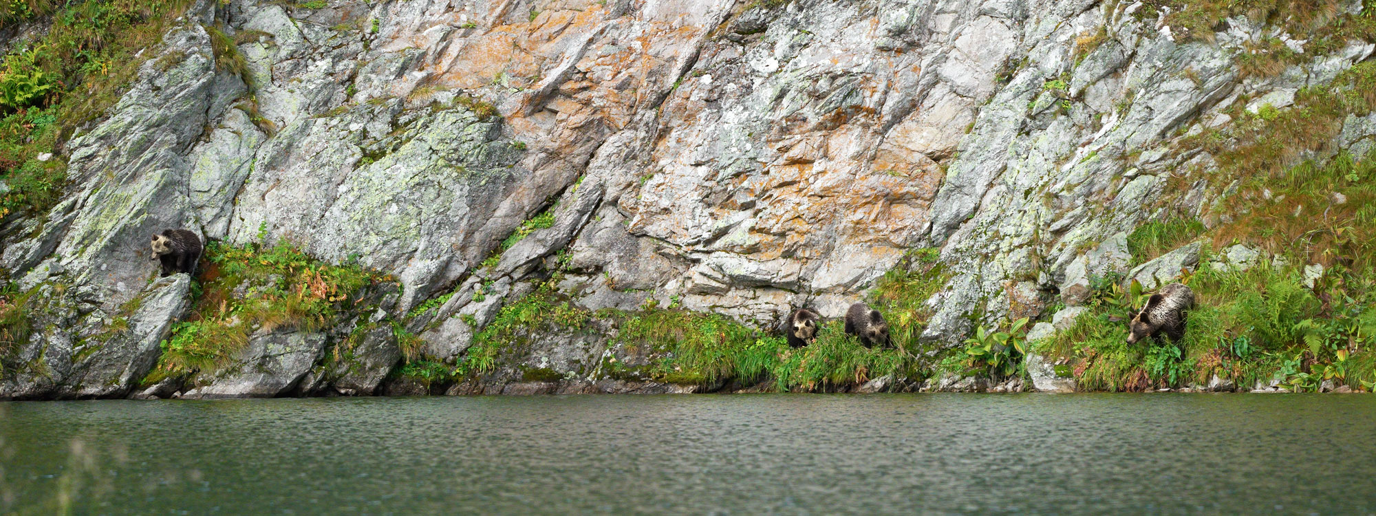 Medvěd hnědý Ursus arctos Západní tatry