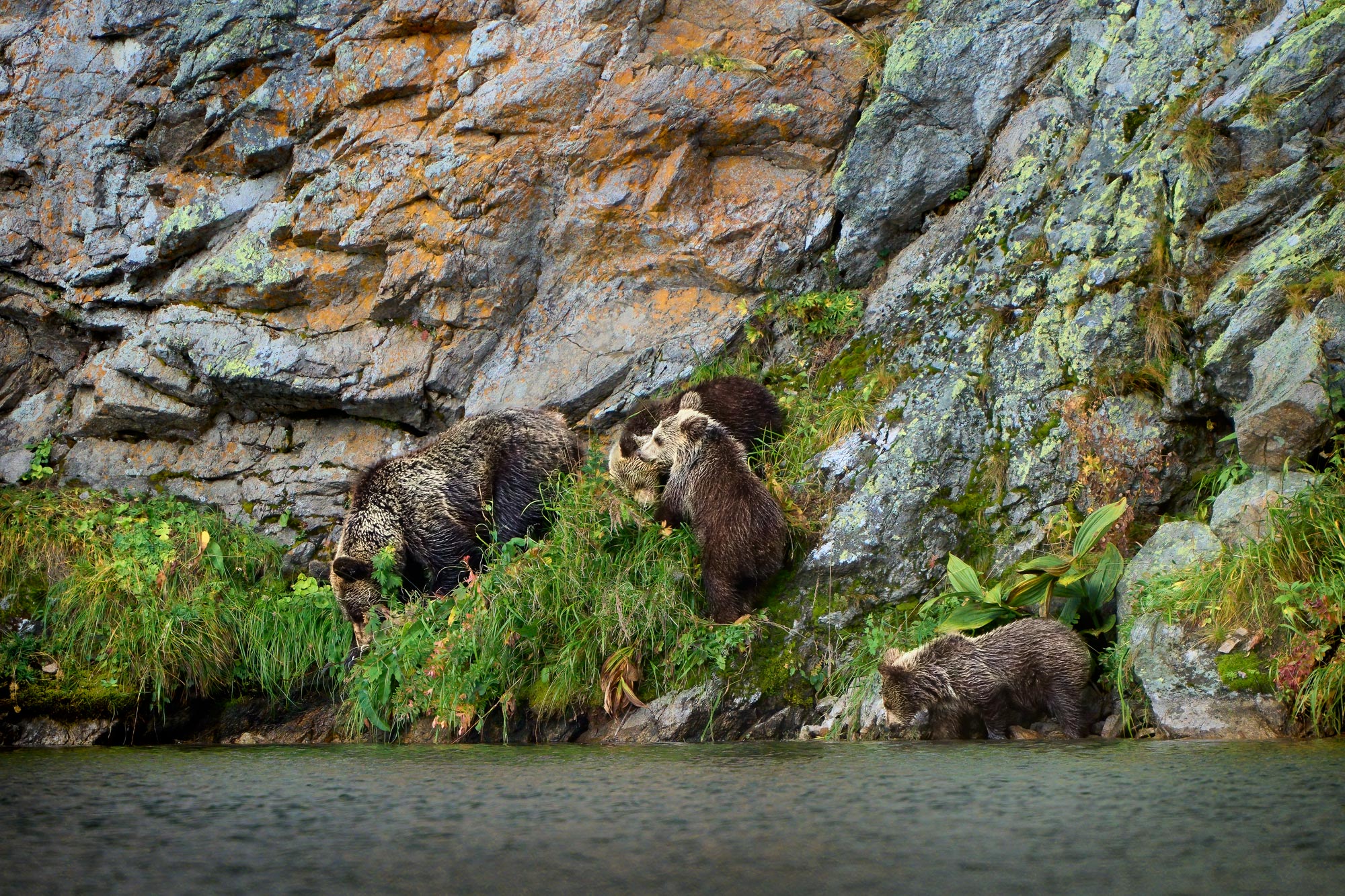 Medvěd hnědý (Ursus arctos) Západní tatry Slovensko