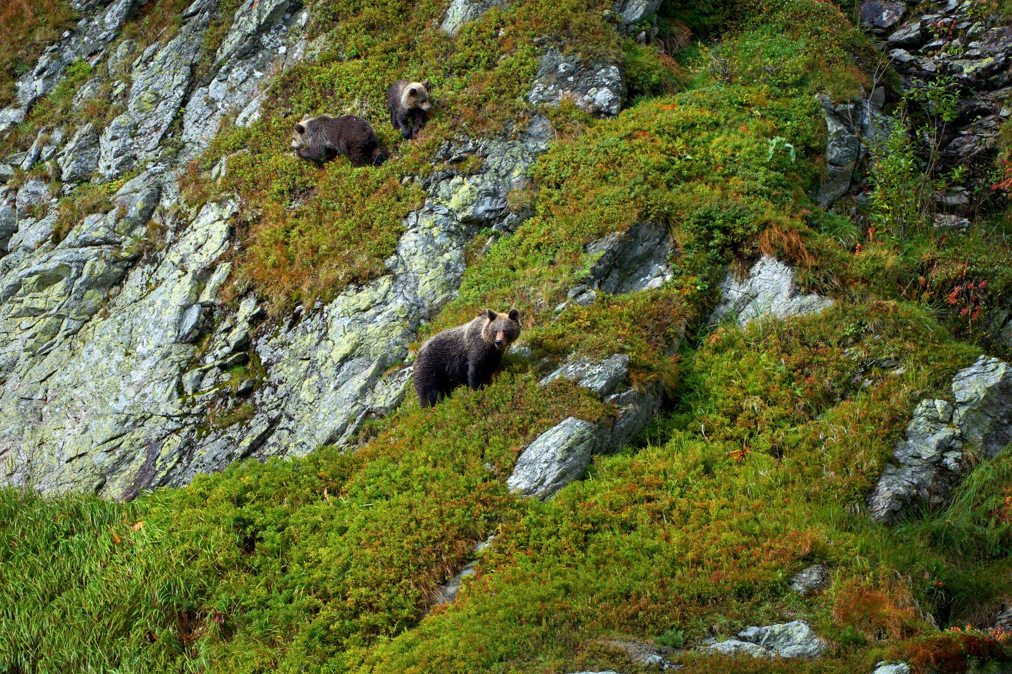 Medvěd hnědý (Ursus arctos) Západní tatry Slovensko