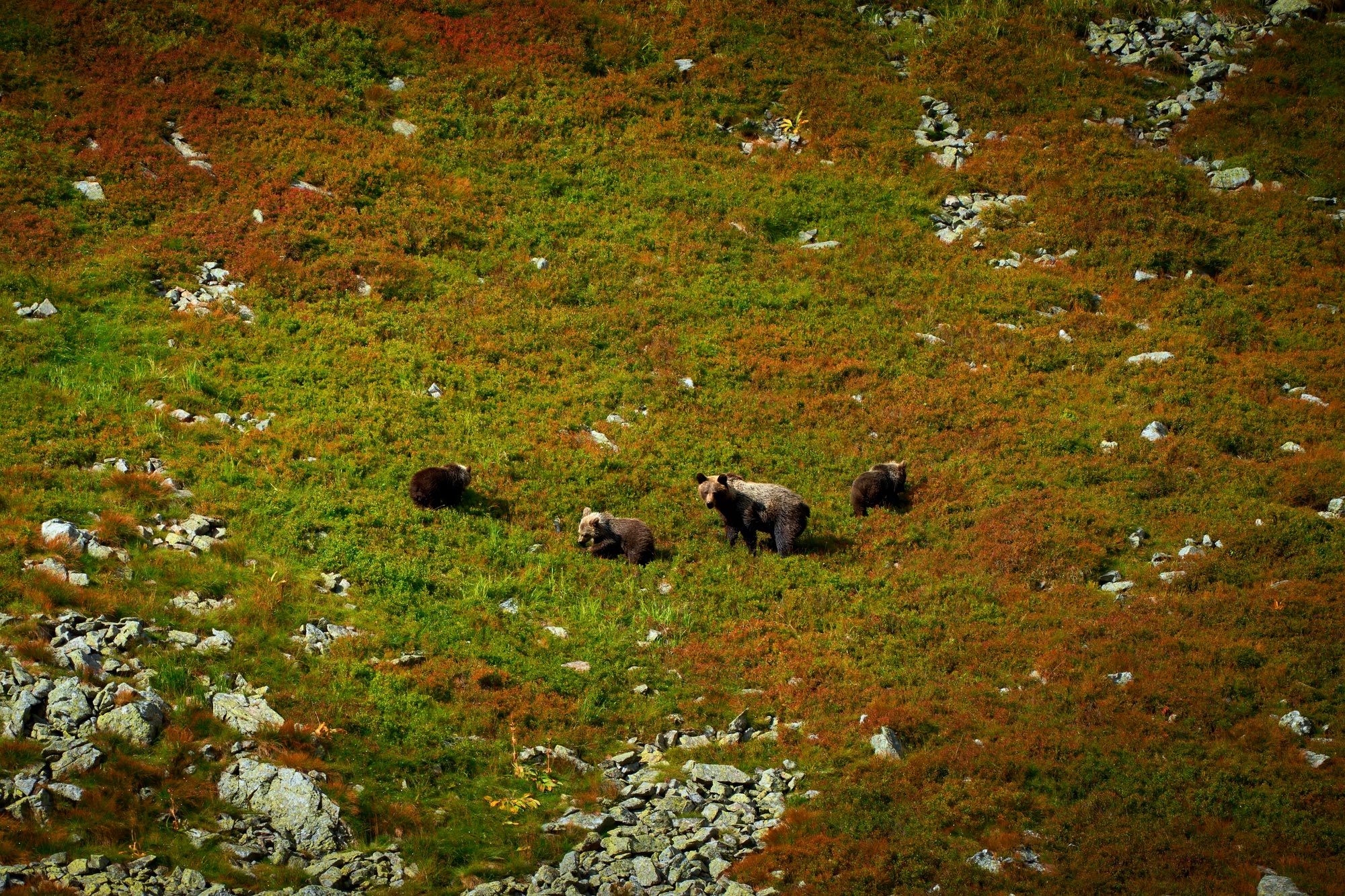 Medvěd hnědý (Ursus arctos) Západní tatry Slovensko