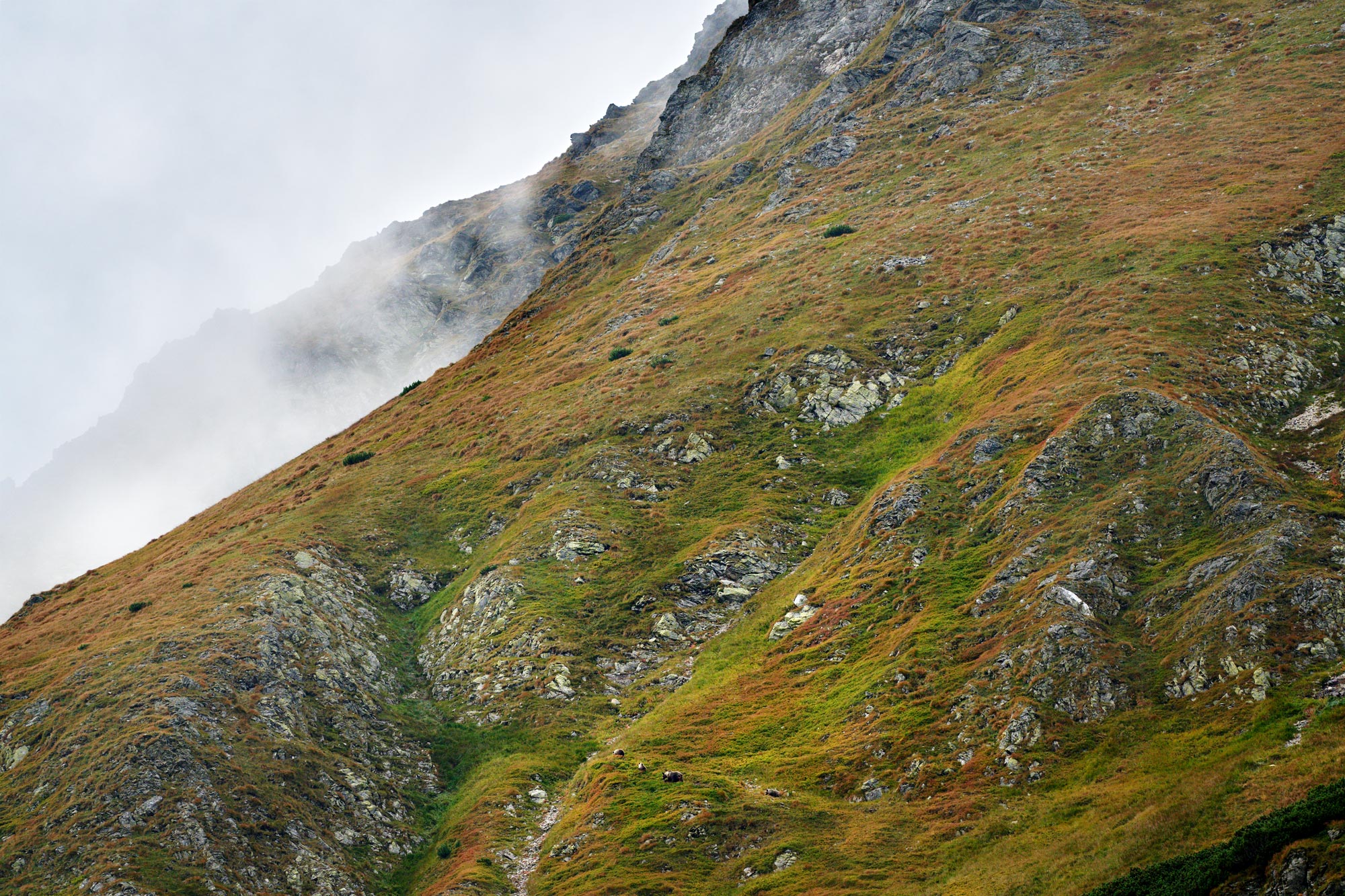 Medvěd hnědý (Ursus arctos) Západní tatry Slovensko