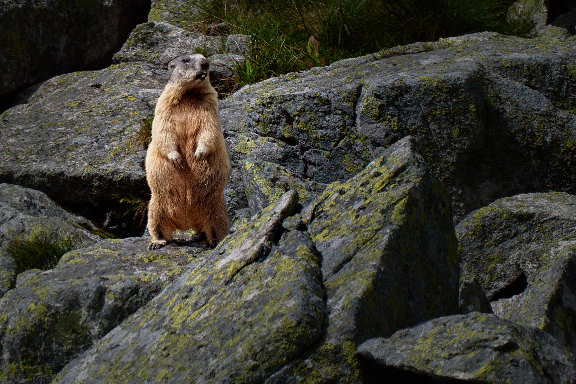 Svišť horský tatranský (Marmota marmota latirostris)