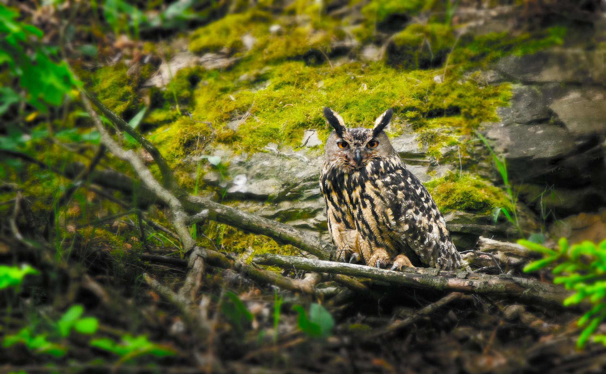 Výr velký (Bubo bubo)