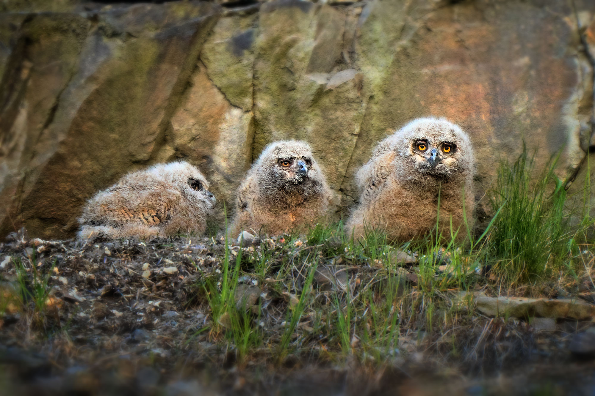 Výr velký (Bubo bubo)