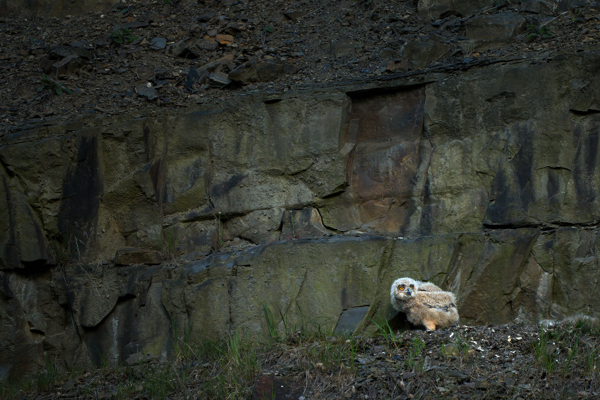 Výr velký (Bubo bubo)